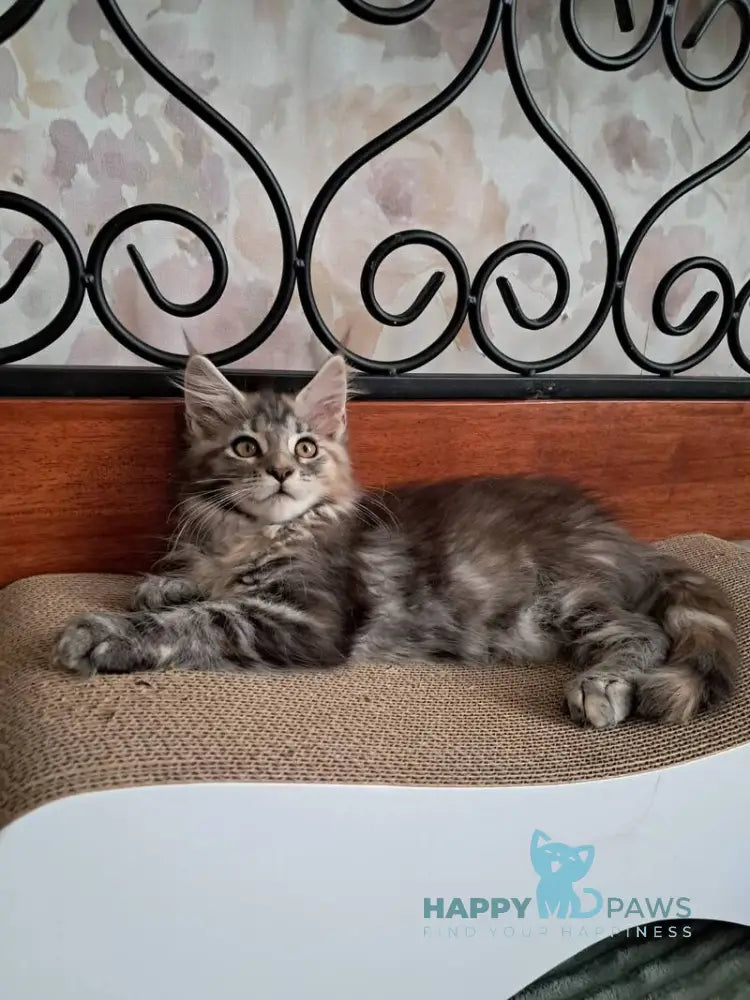 Bety Maine Coon female black tortie tabby live animals