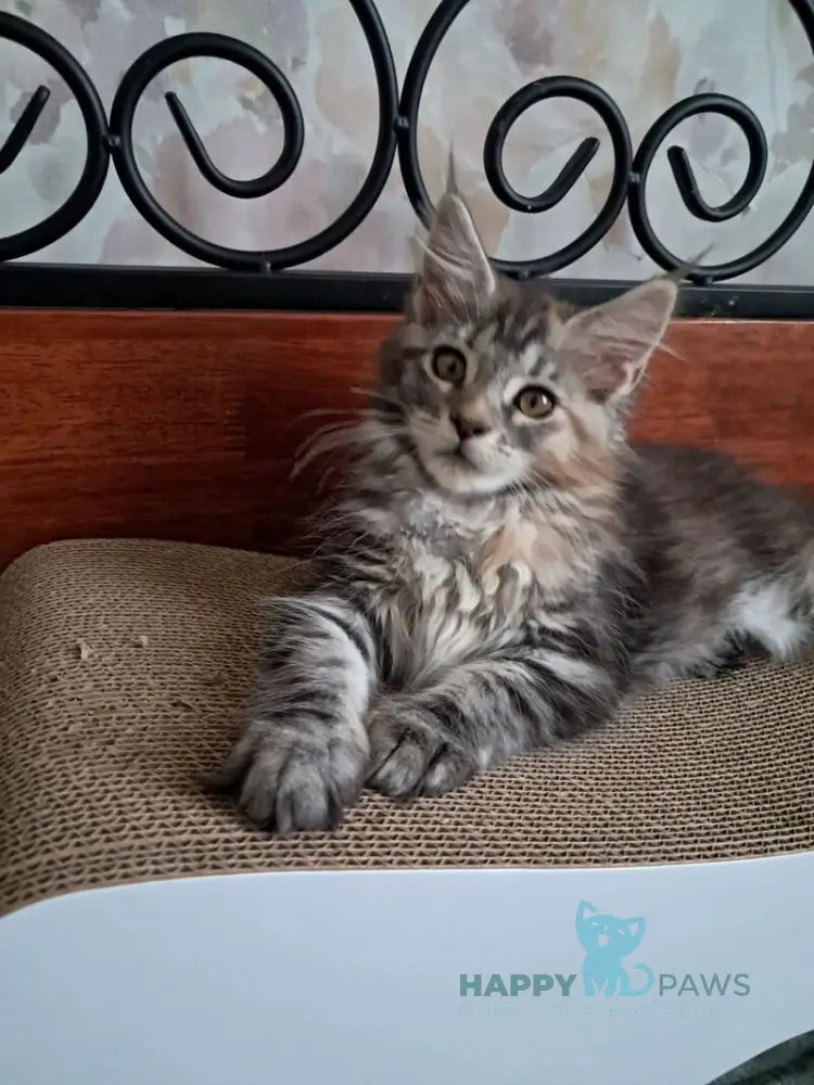 Bety Maine Coon female black tortie tabby live animals