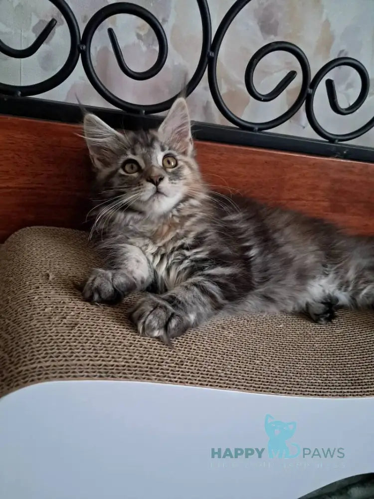 Bety Maine Coon female black tortie tabby live animals