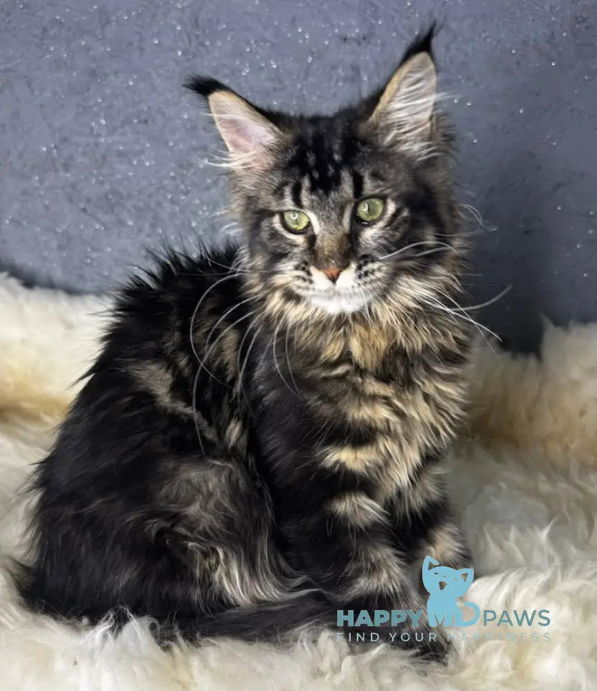 Beverly Maine Coon female black tabby live animals