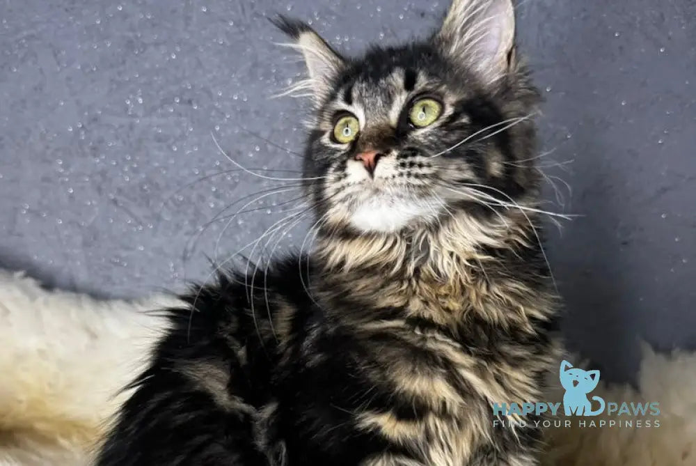 Beverly Maine Coon female black tabby live animals