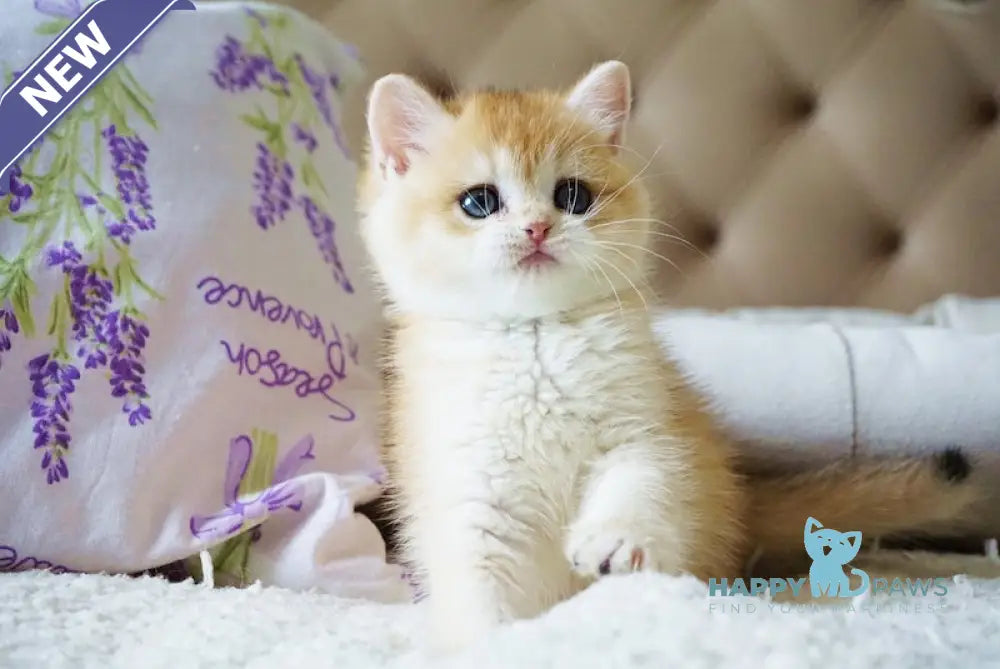 Beyli British Shorthair female black golden chinchilla live animals