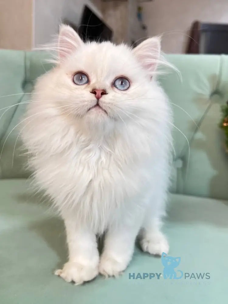 Beylic Scottish Straight Male Blue Silver Shaded Pointed Live Animals