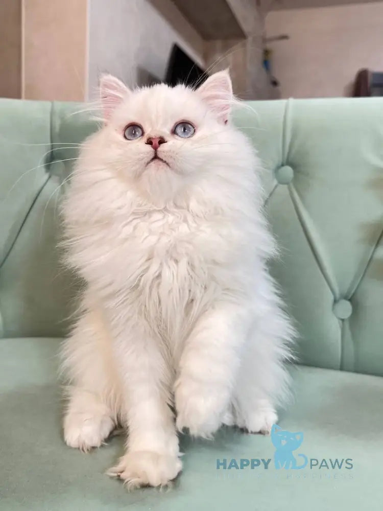 Beylic Scottish Straight Male Blue Silver Shaded Pointed Live Animals