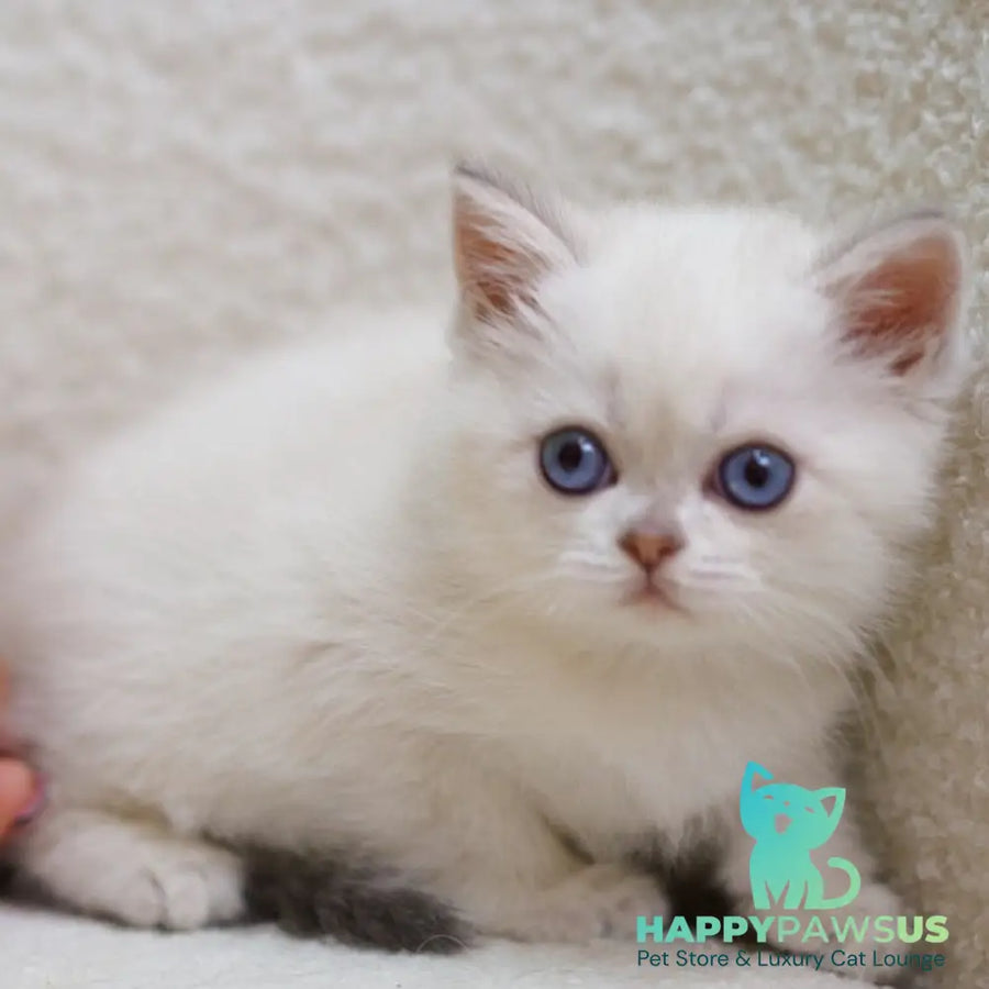 Bi Bi Scottish Straight female blue tabby pointed - live animals