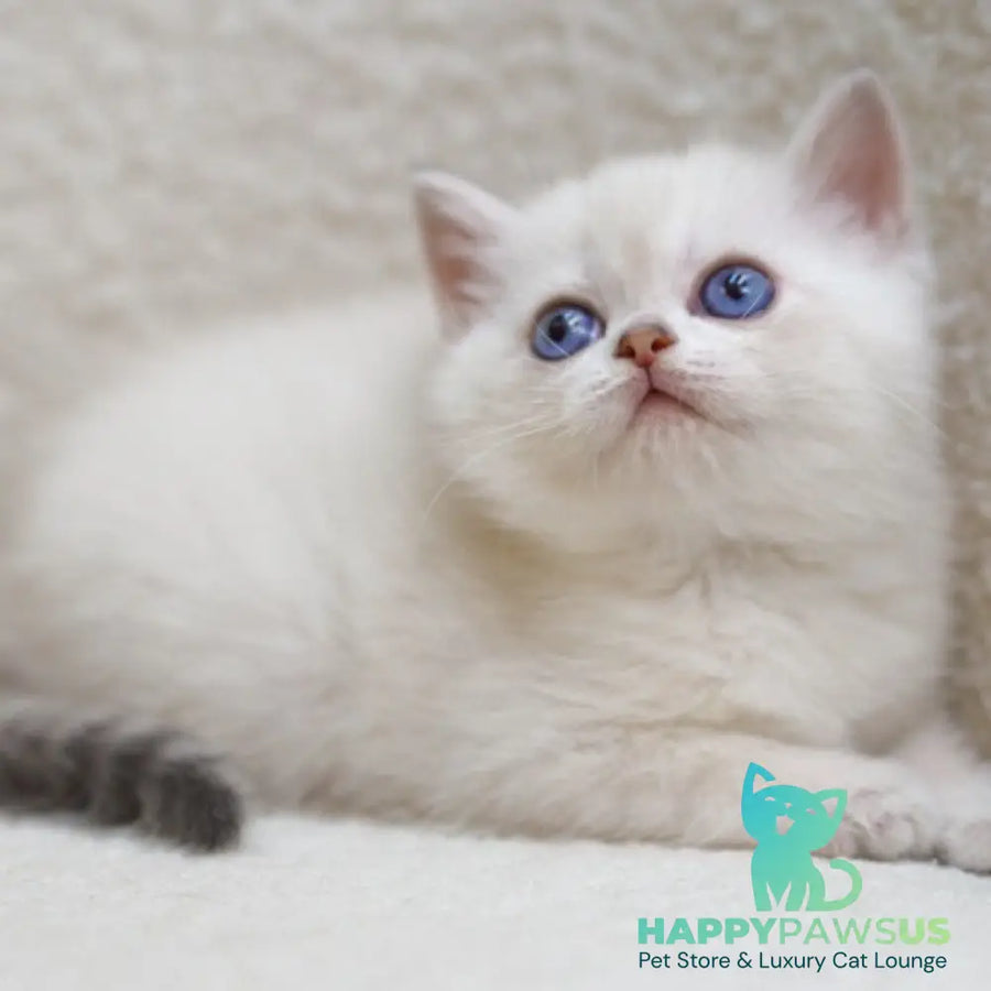 Bi Bi Scottish Straight female blue tabby pointed - live animals