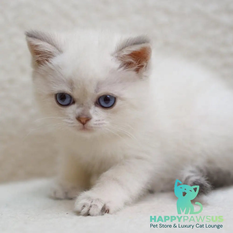 Bi Bi Scottish Straight female blue tabby pointed - live animals