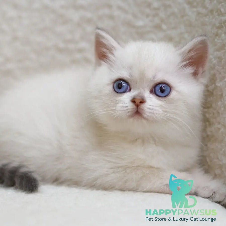 Bi Bi Scottish Straight female blue tabby pointed - live animals