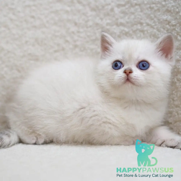Bi Bi Scottish Straight female blue tabby pointed - live animals