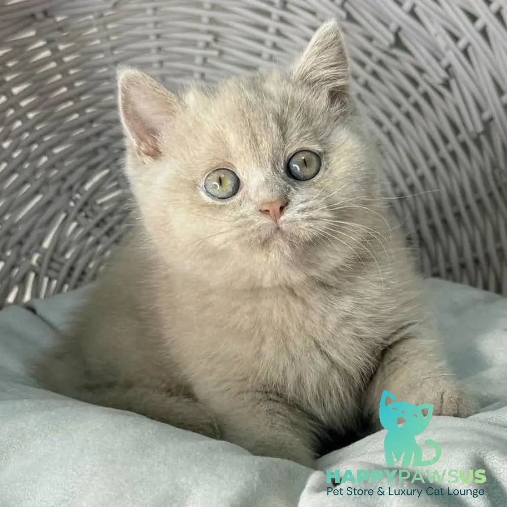 Bianca British Shorthair female fawn - live animals