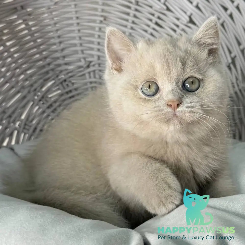 Bianca British Shorthair female fawn - live animals