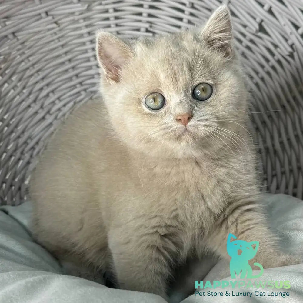 Bianca British Shorthair female fawn - live animals