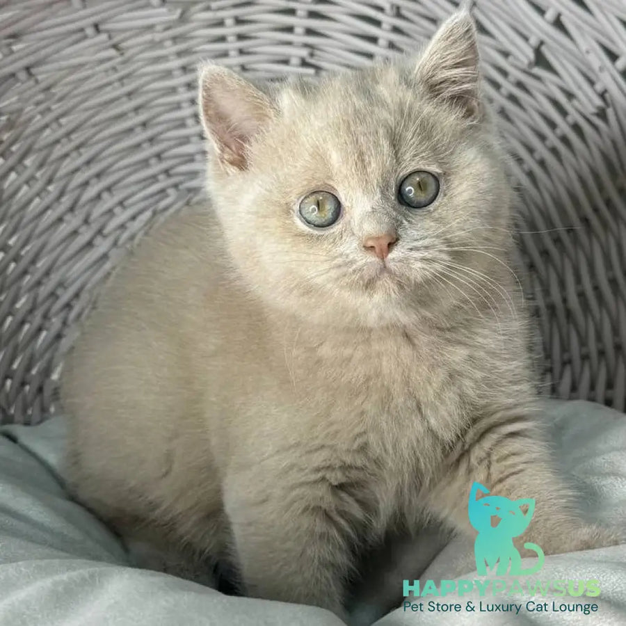 Bianca British Shorthair female fawn - live animals