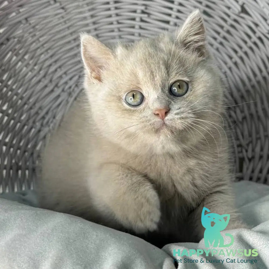 Bianca British Shorthair female fawn - live animals