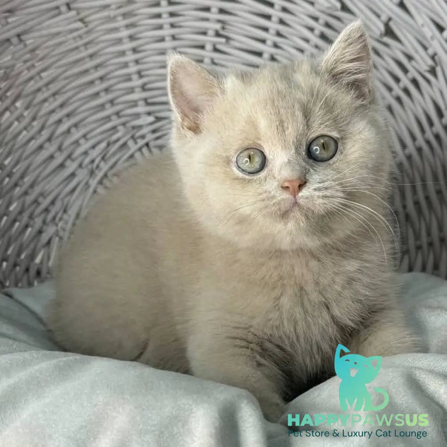 Bianca British Shorthair female fawn - live animals