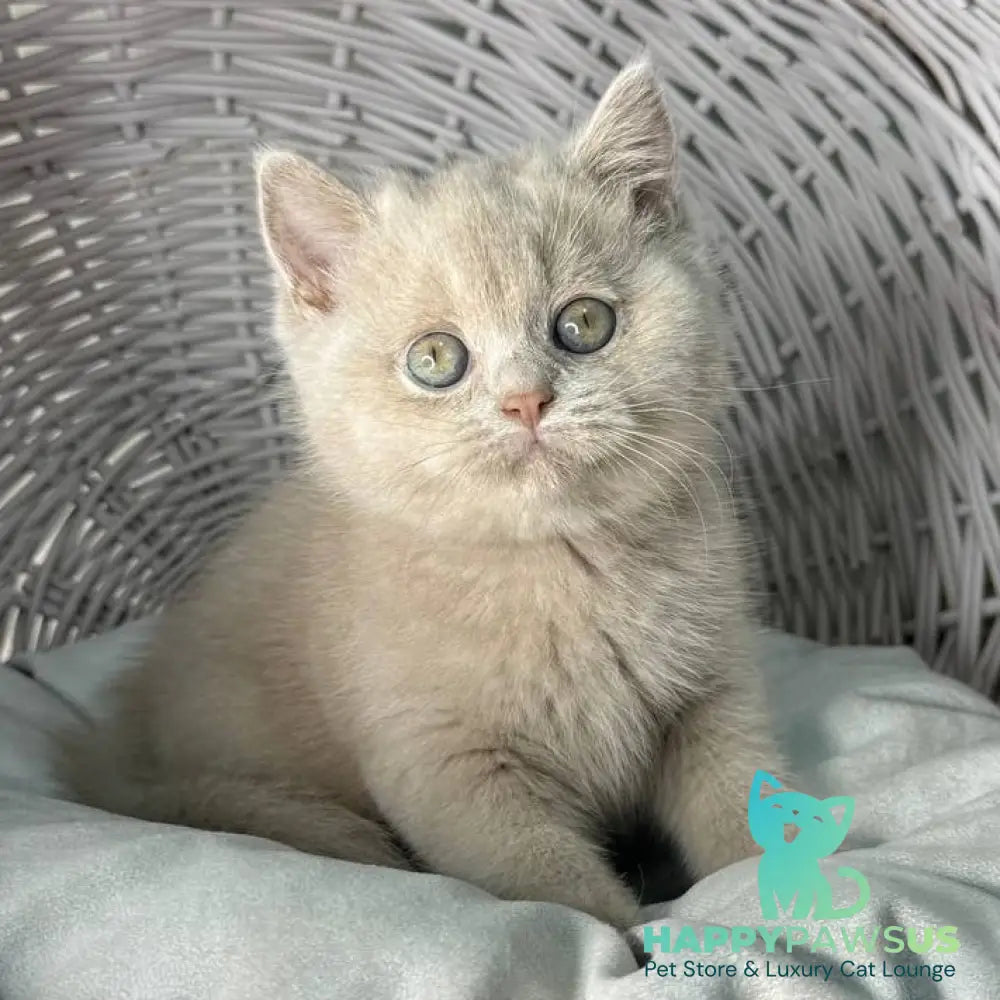 Bianca British Shorthair female fawn - live animals