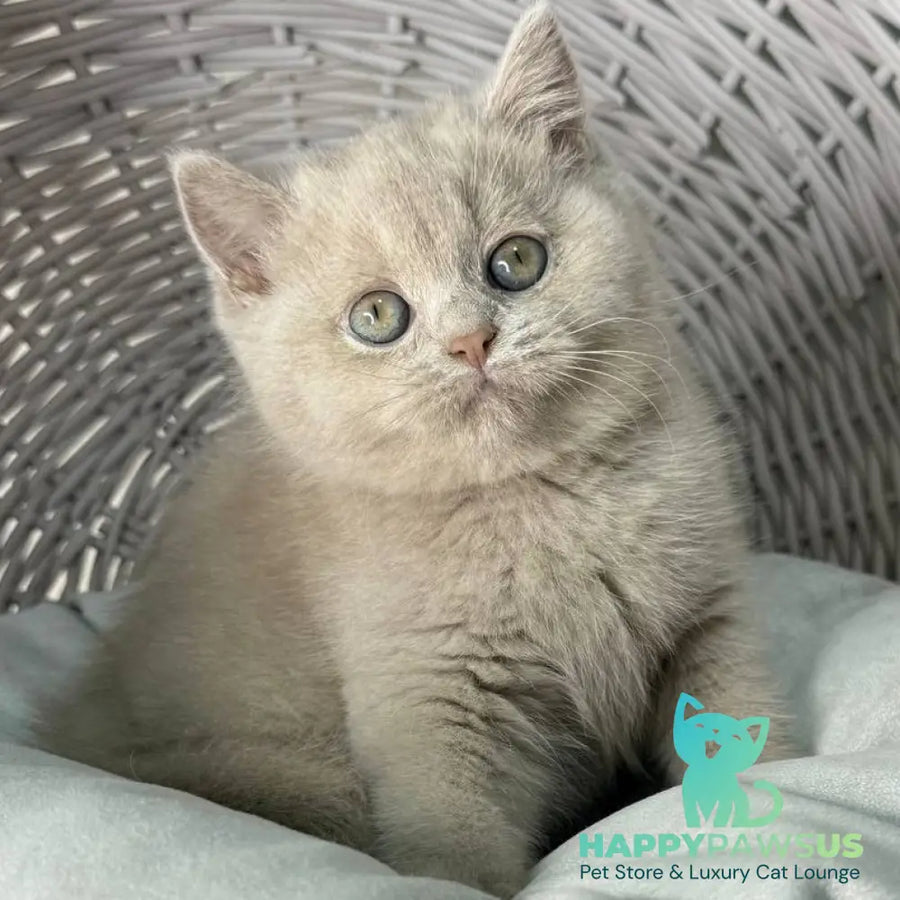 Bianca British Shorthair female fawn - live animals