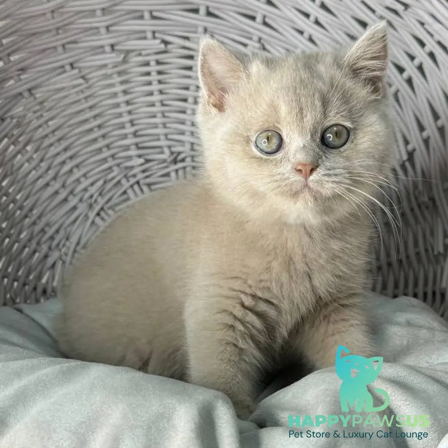 Bianca British Shorthair female fawn - live animals