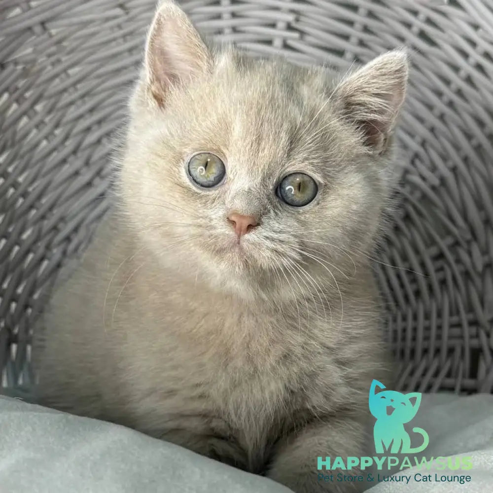 Bianca British Shorthair female fawn - live animals