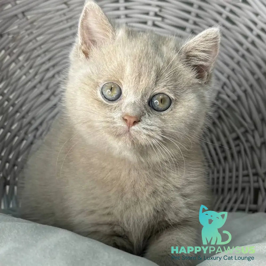 Bianca British Shorthair female fawn - live animals