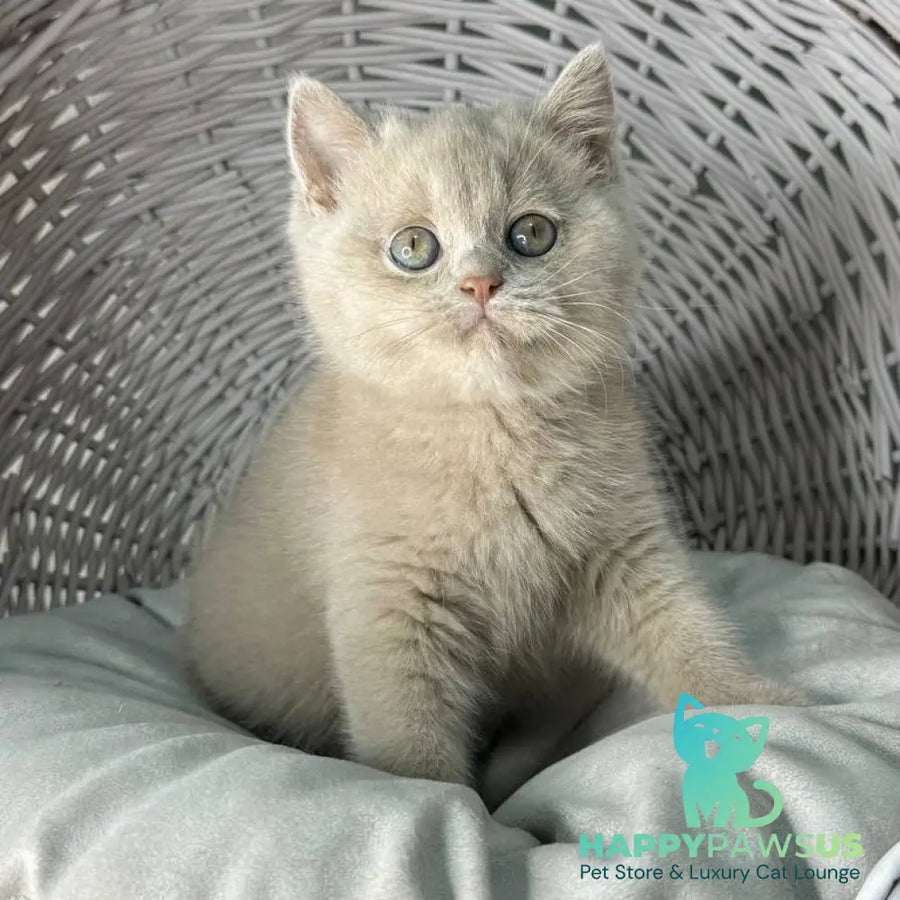 Bianca British Shorthair female fawn - live animals