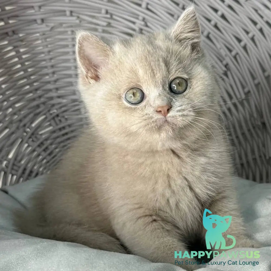 Bianca British Shorthair female fawn - live animals
