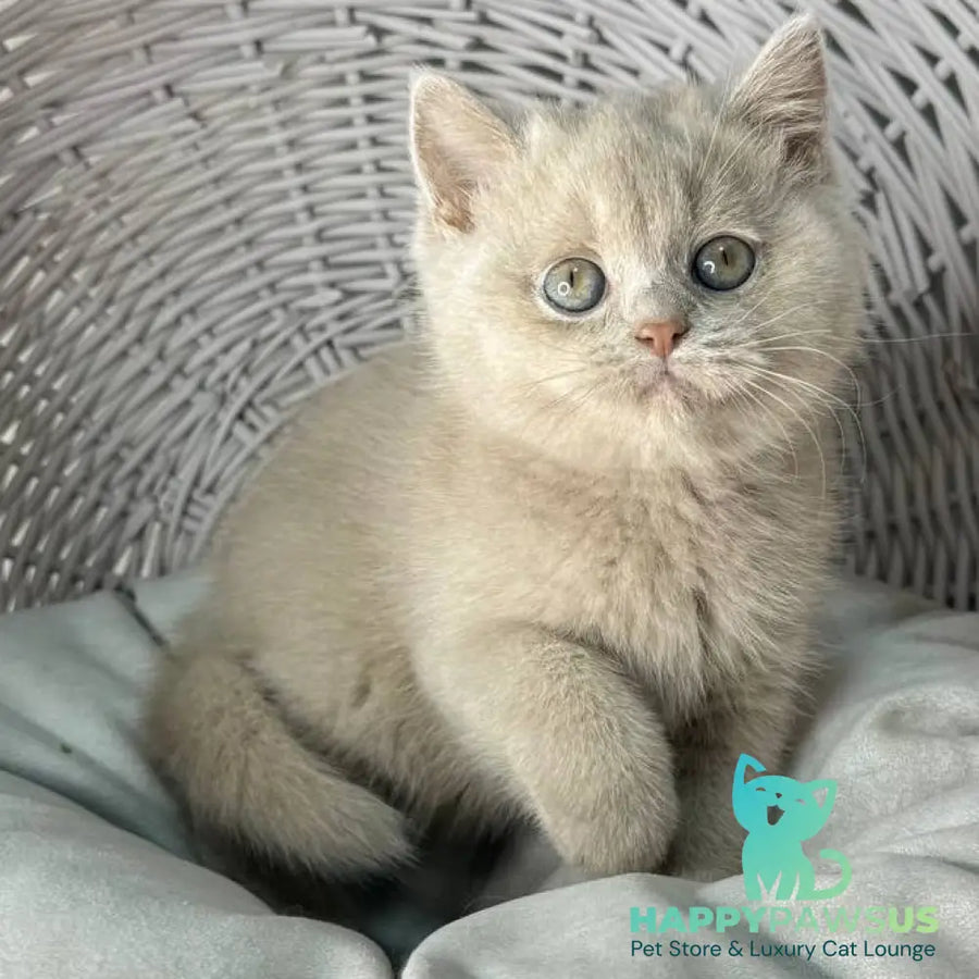 Bianca British Shorthair female fawn - live animals