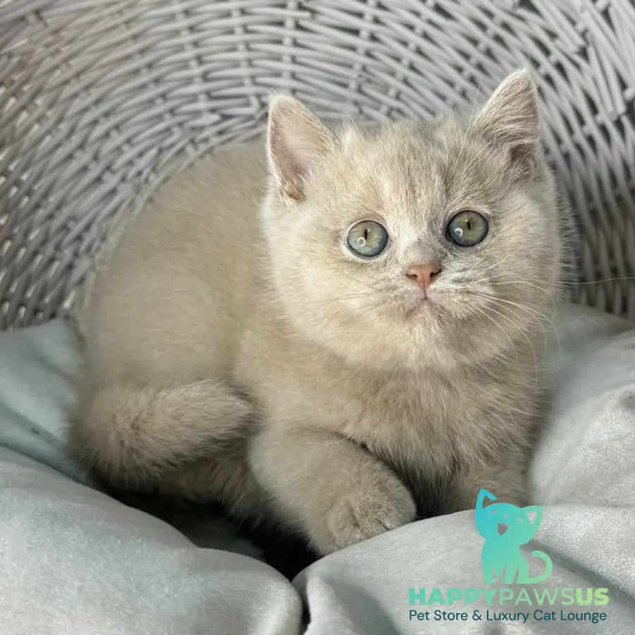 Bianca British Shorthair female fawn - live animals