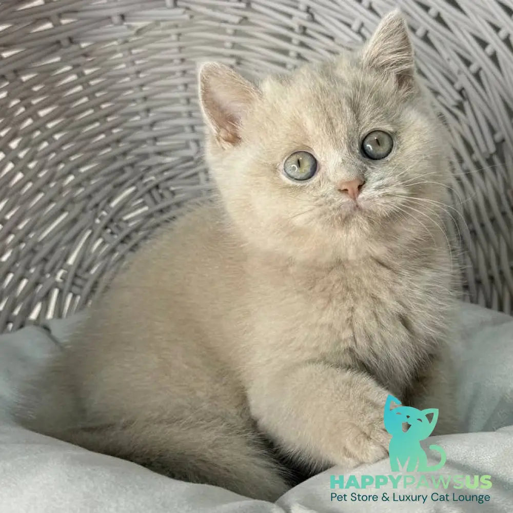 Bianca British Shorthair female fawn - live animals