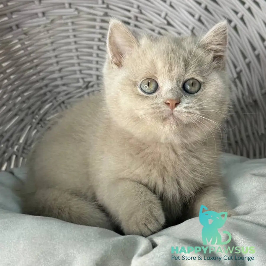 Bianca British Shorthair female fawn - live animals