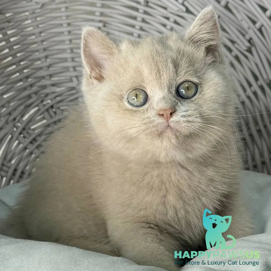 Bianca British Shorthair female fawn - live animals