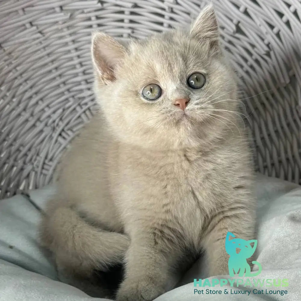 Bianca British Shorthair female fawn - live animals