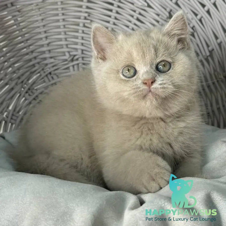 Bianca British Shorthair female fawn - live animals