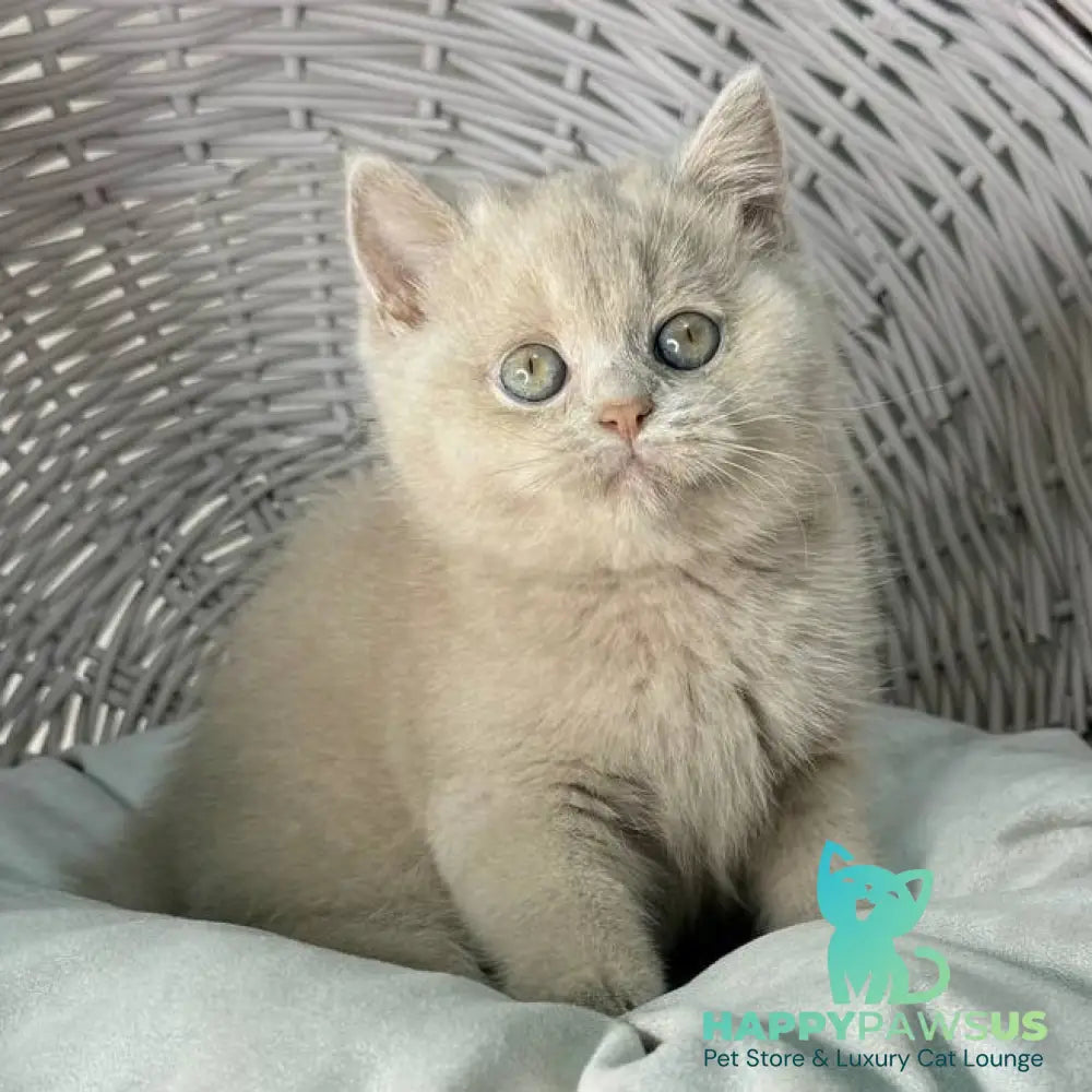Bianca British Shorthair female fawn - live animals
