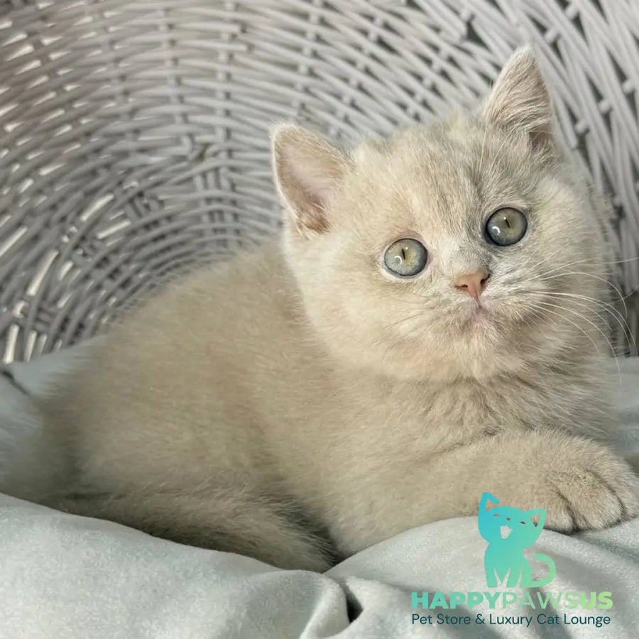Bianca British Shorthair female fawn - live animals
