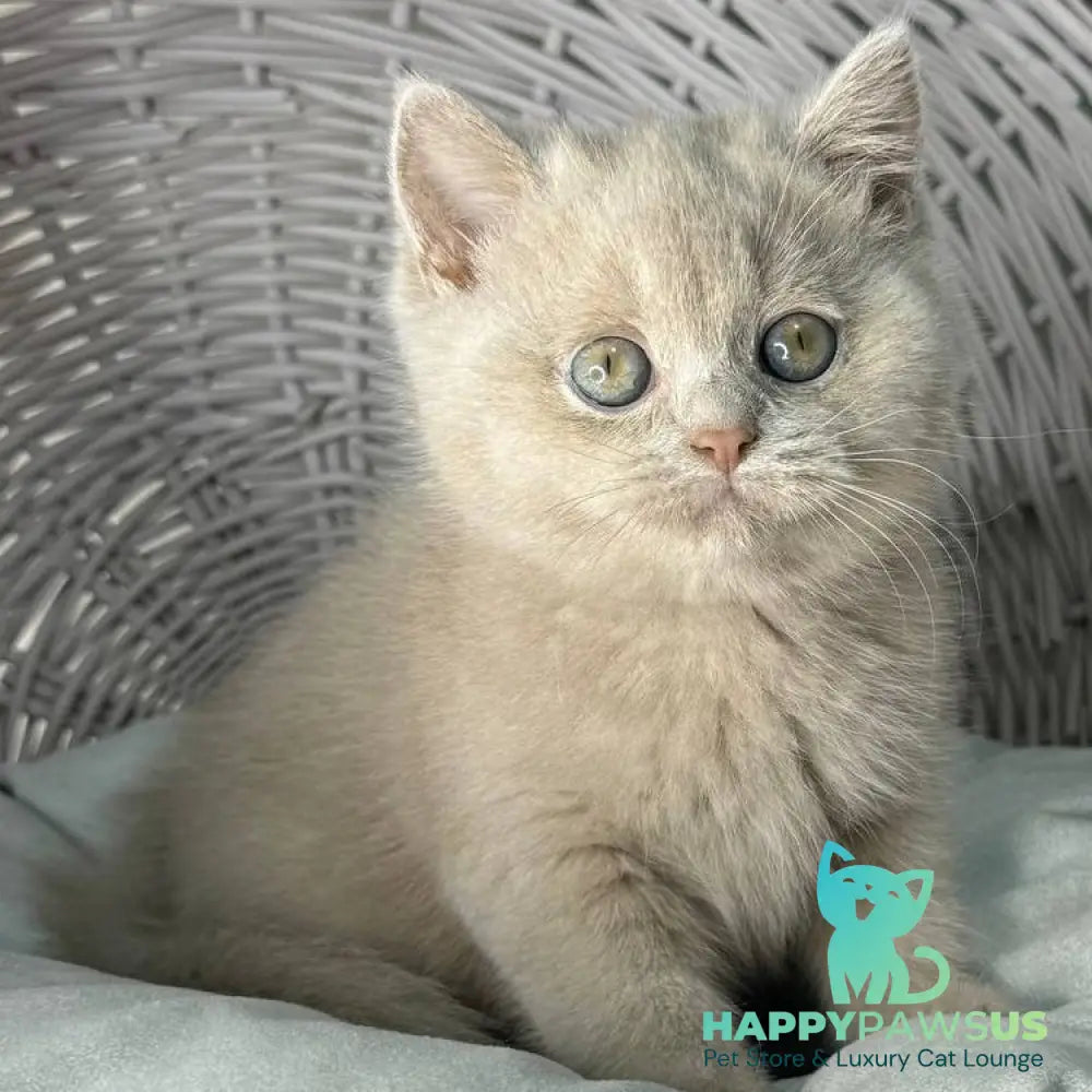 Bianca British Shorthair female fawn - live animals