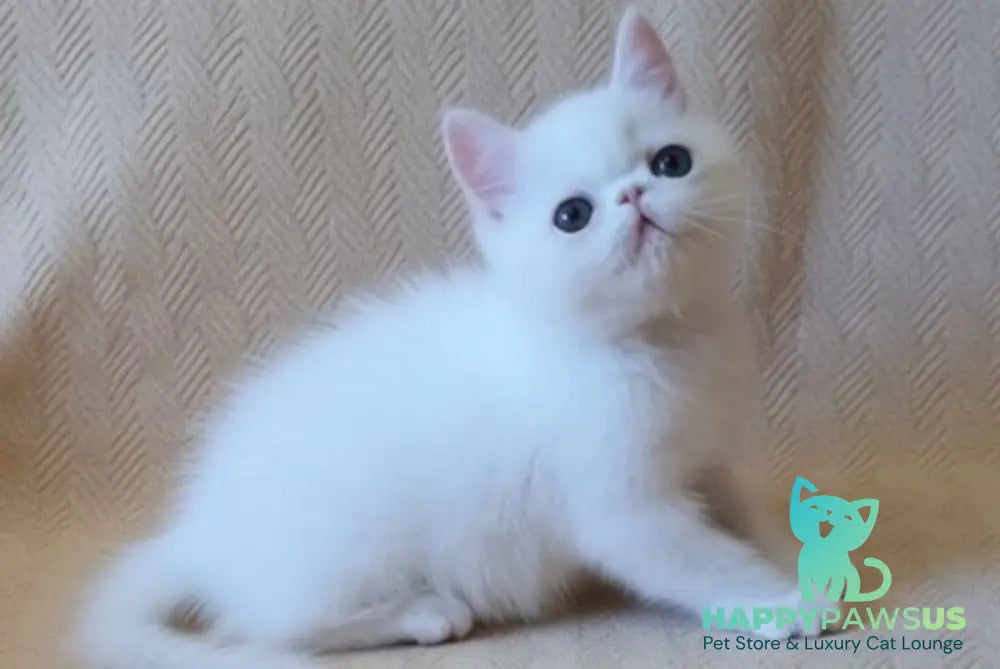 Bianca Exotic female white - live animals