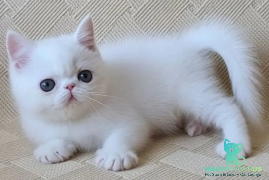 Bianca Exotic female white - live animals