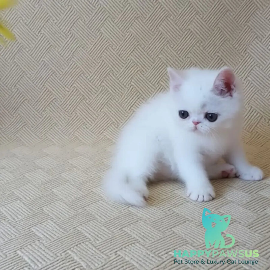 Bianca Exotic female white - live animals