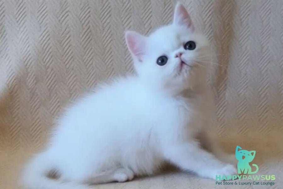 Bianca Exotic female white - live animals