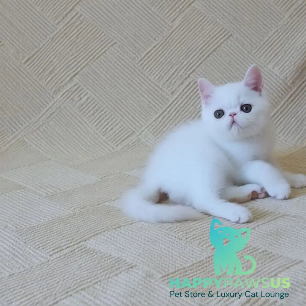 Bianca Exotic female white - live animals