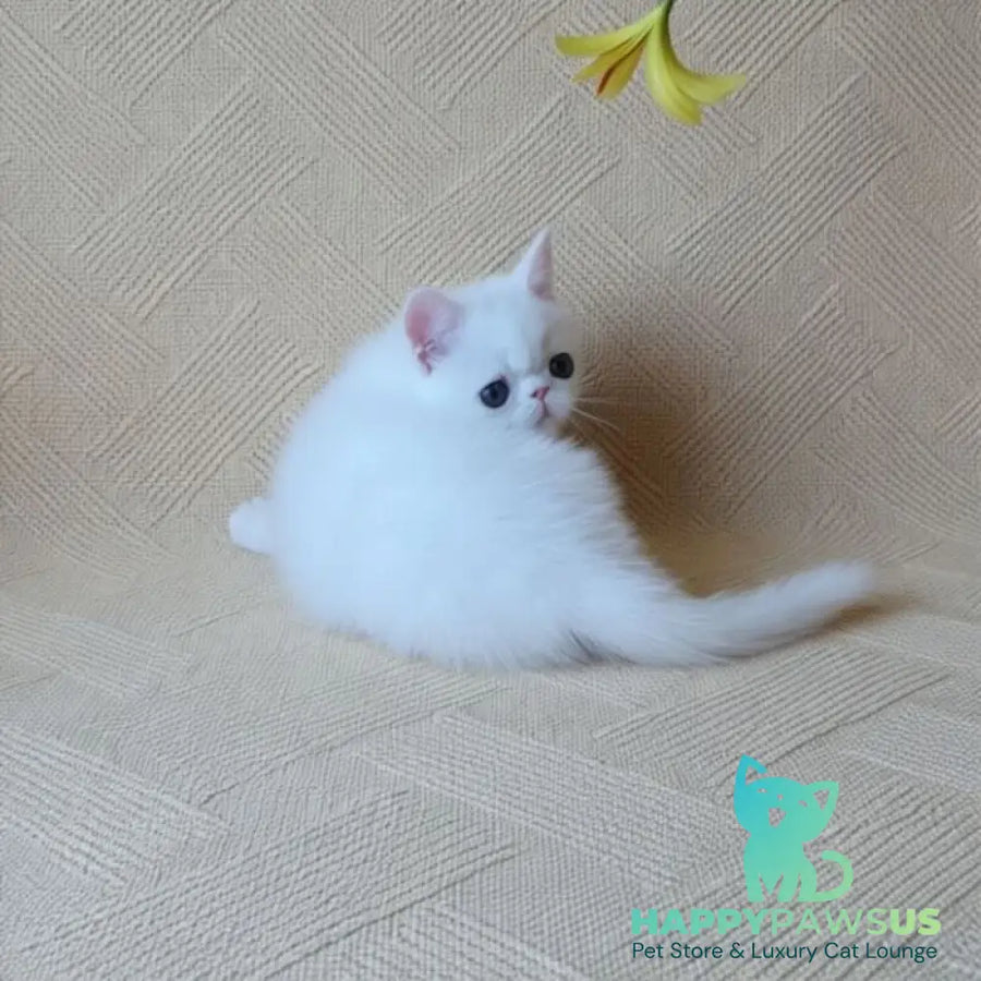 Bianca Exotic female white - live animals