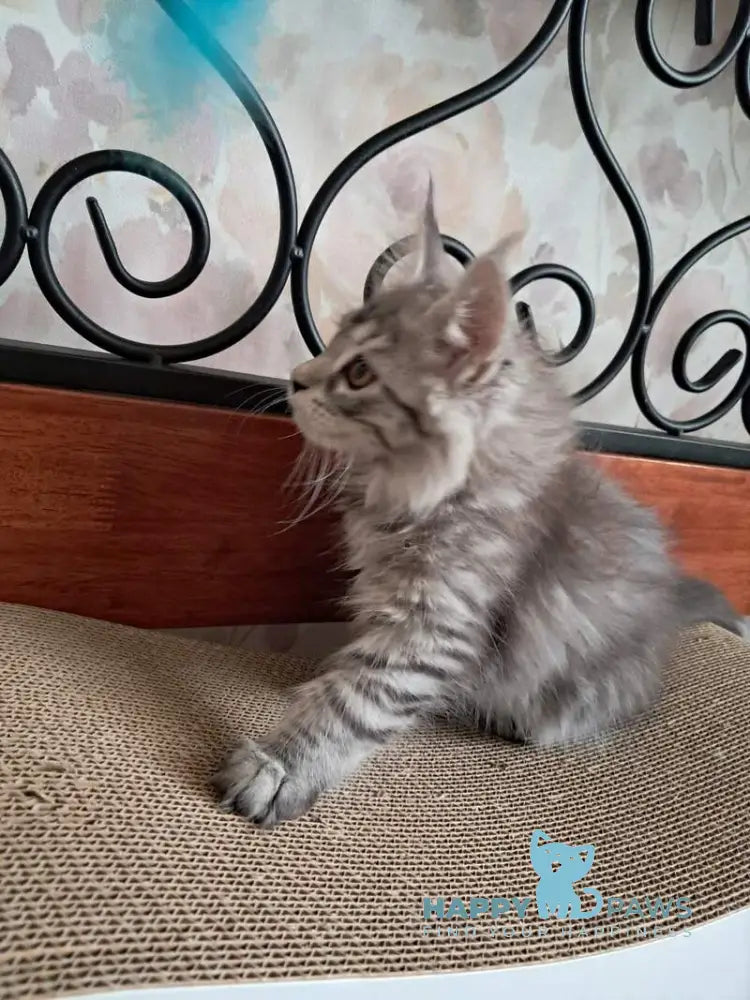 Bianca Maine Coon female black silver spotted tabby live animals