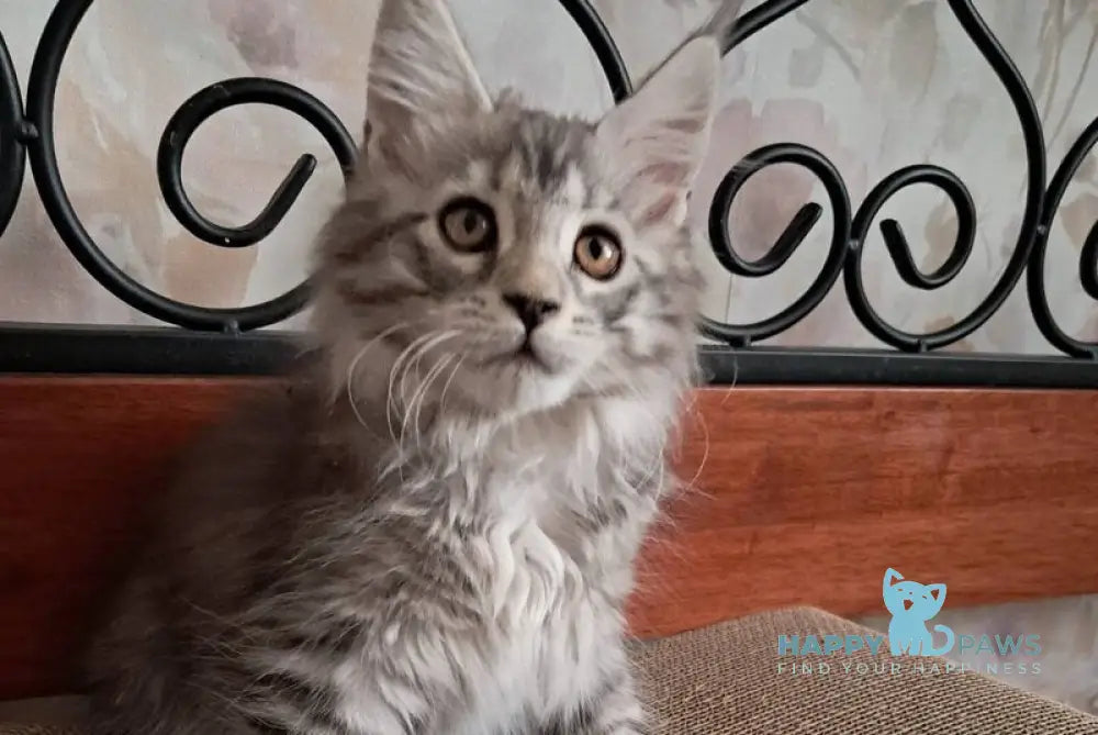 Bianca Maine Coon female black silver spotted tabby live animals