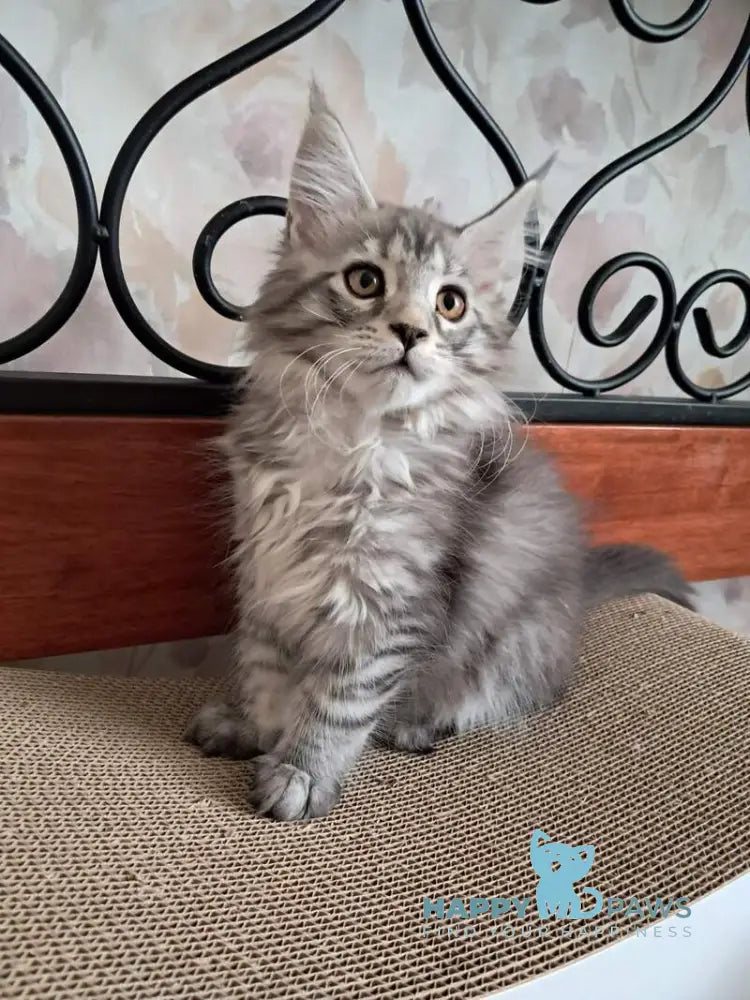 Bianca Maine Coon female black silver spotted tabby live animals