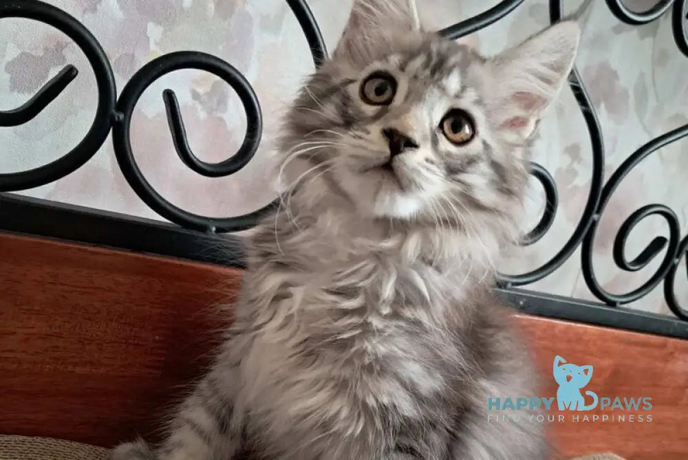 Bianca Maine Coon female black silver spotted tabby live animals
