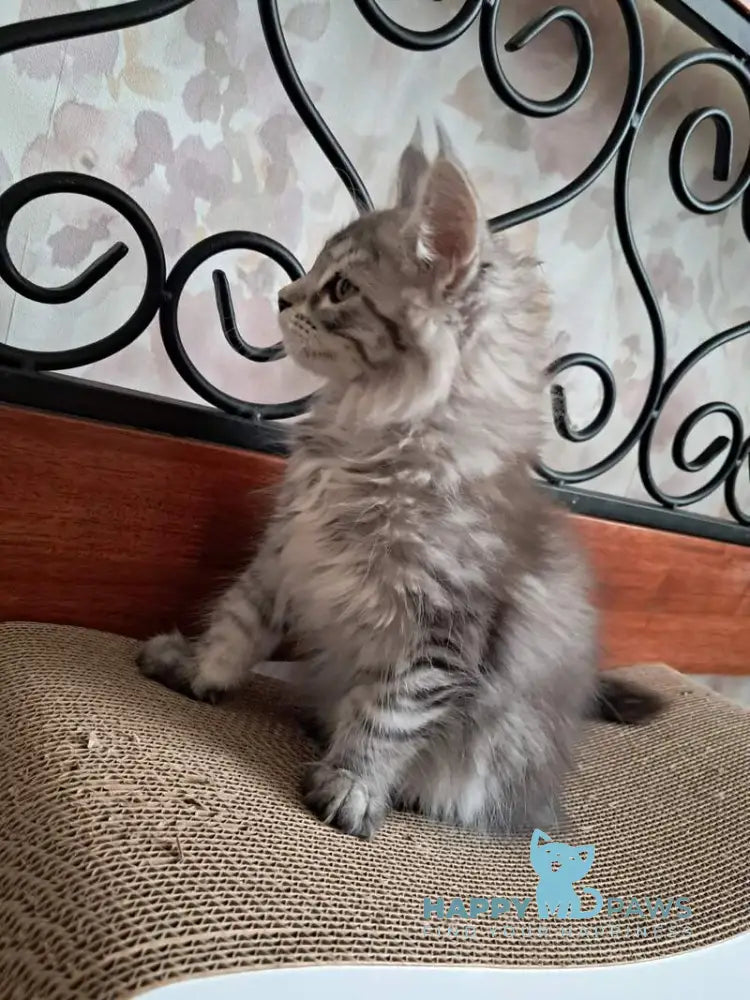 Bianca Maine Coon female black silver spotted tabby live animals
