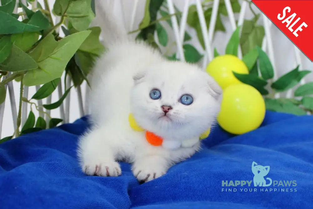 Bianca Scottish Fold female black silver shaded pointed live animals