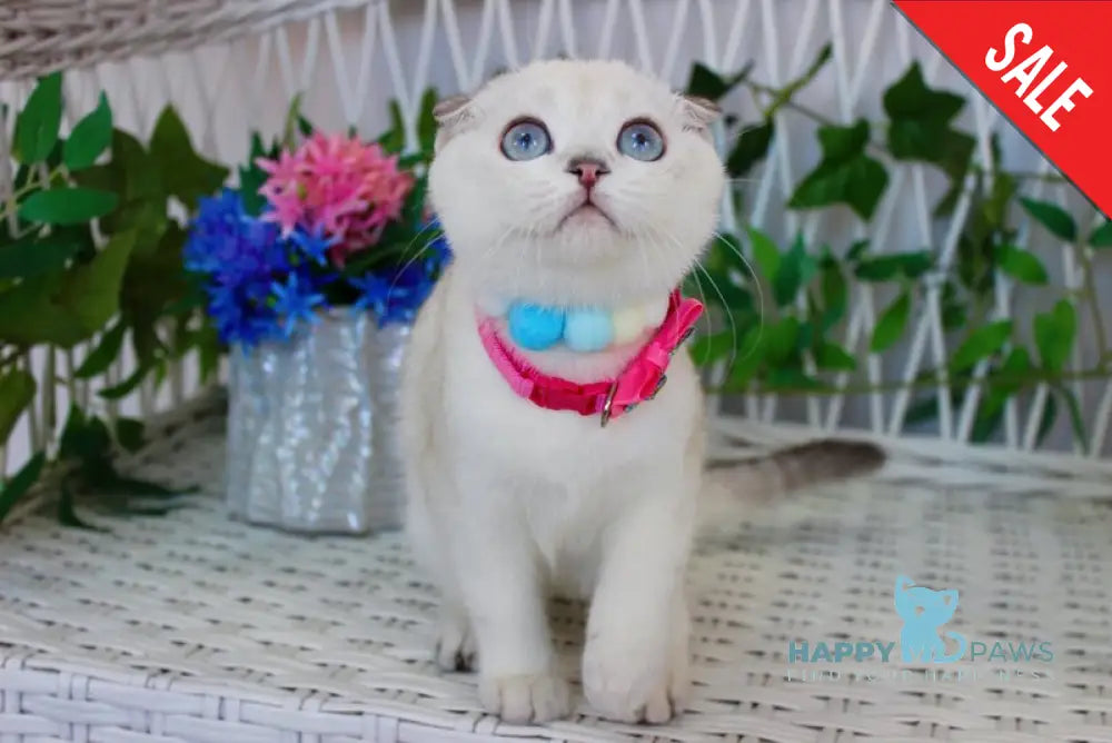 Bianca Scottish Fold female black silver shaded pointed live animals