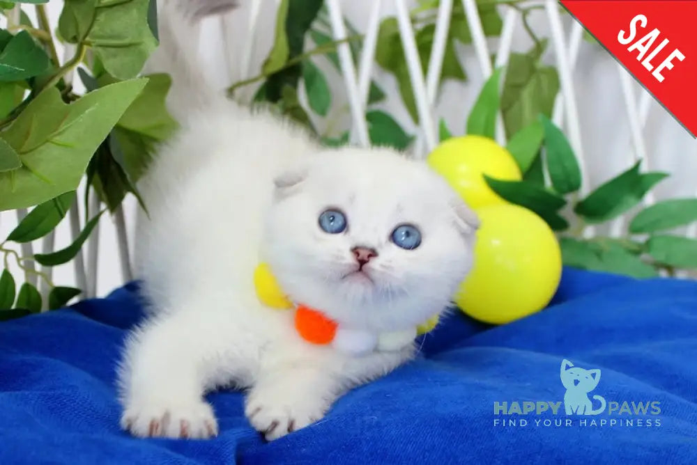 Bianca Scottish Fold female black silver shaded pointed live animals